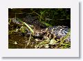 Aligator