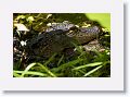 Aligator