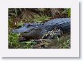 Aligator