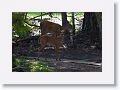 Early morning deer behind Bobcat Pavilion