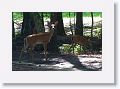 Early morning deer behind Bobcat Pavilion