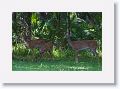 Early morning deer behind Bobcat Pavilion