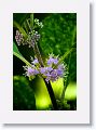American Beautyberry