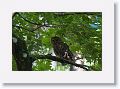 Barred Owl