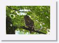 Barred Owl