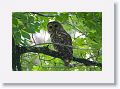 Barred Owl