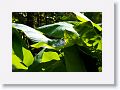 Fern Garden trail