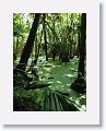 Fern Garden trail