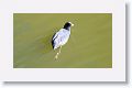 Eurasian Coot