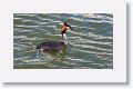 Great Crested Grebe