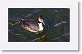 Great Crested Grebe