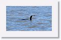 Great Cormorant