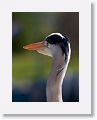 Gray Heron