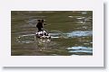Great Crested Grebe