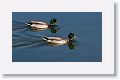 Mallards