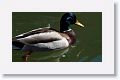 Mallard