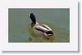 Mallard