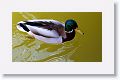 Mallard