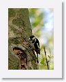 Male Great Spotted Woodpecker