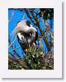 Gray Heron
