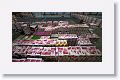 Each day more than 19 million fresh flowers are sold during a computerized auction