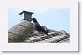 Eurasian Jackdaw