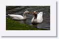 Probably a cross between Snow and Ross' Goose