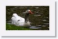 Probably a cross between Snow and Ross' Goose