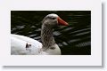 Probably a cross between Snow and Ross' Goose