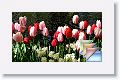 Day04-Keukenhof * (111 Slides)