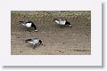 Barnacle Geese on the bricked wall of the canal