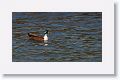 Mallard Hybrid (looks like partial Northern Shoveler)