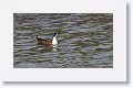 Mallard Hybrid (looks like partial Northern Shoveler)