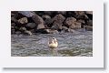 Egyptian Goose