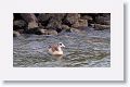 Egyptian Goose