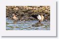Egyptian Geese and goslings