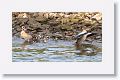 Egyptian Geese and goslings