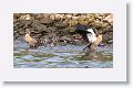 Egyptian Geese and goslings