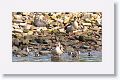 Egyptian Geese and goslings