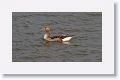 Greylag Goose