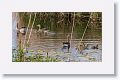 Greylag Geese and goslings