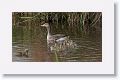Greylag Geese and goslings