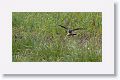 Northern Lapwing