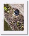 Eurasian Coot nesting along the side of a bridge