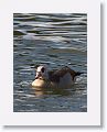 Egyptian Goose