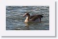 Egyptian Goose