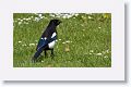Eurasian Magpie