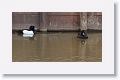 Tufted Ducks