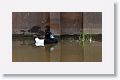 Tufted Duck