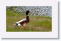 Mallard